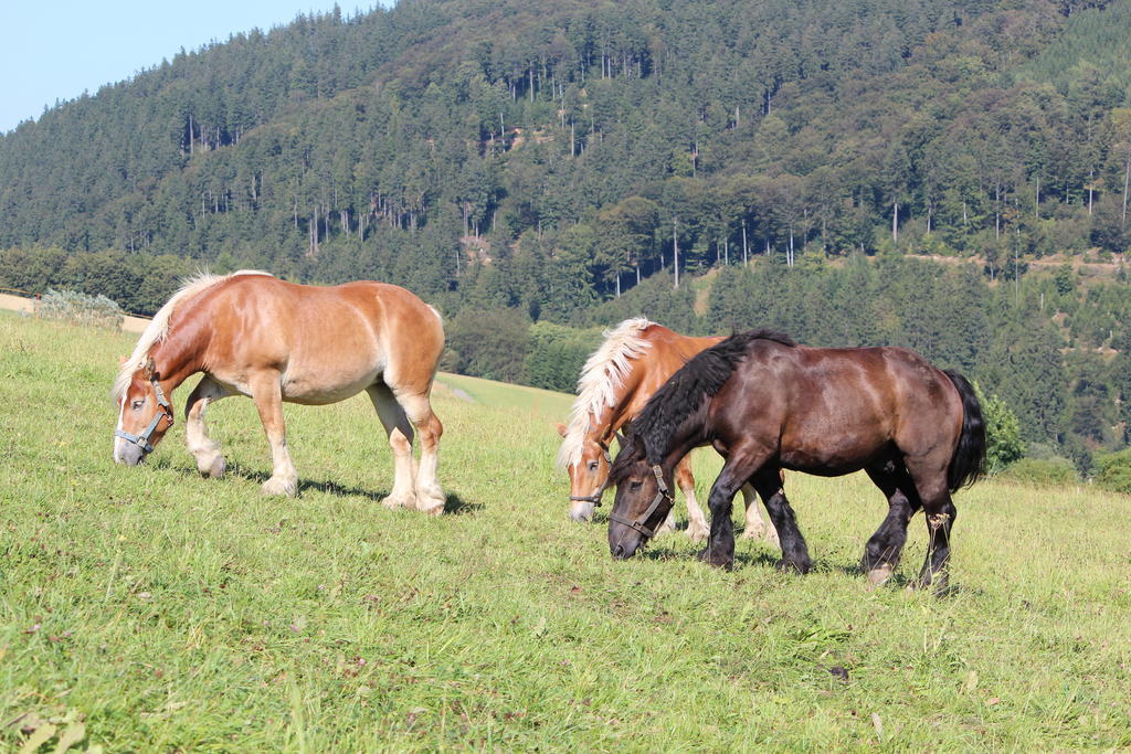 Ferienwohnung Emde Willingen  Buitenkant foto